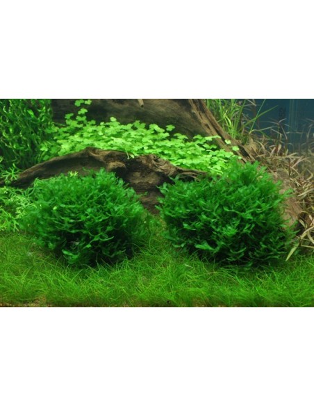 Monosolenium tenerum