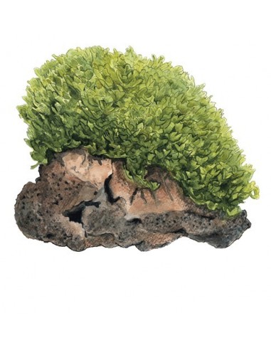 Monosolenium tenerum