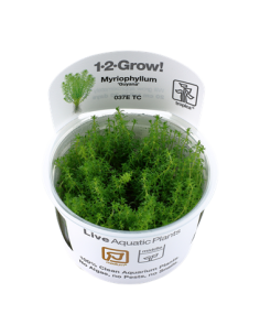 Myriophyllum 'Guyana'