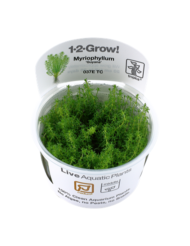 Myriophyllum 'Guyana'