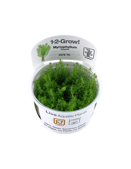 Myriophyllum 'Guyana'