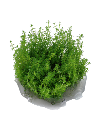 Myriophyllum 'Guyana'