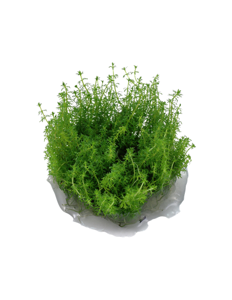 Myriophyllum 'Guyana'