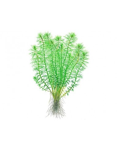 Myriophyllum 'Guyana'