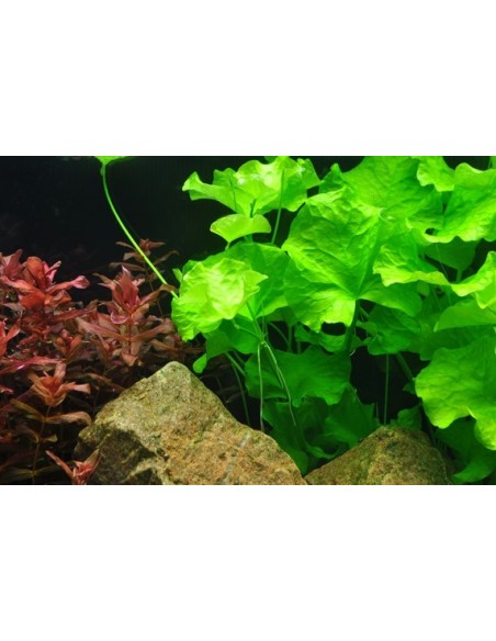 Nymphoides hydrophylla 'Taiwan'