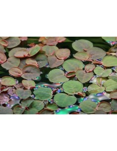 Phyllanthus fluitans 2