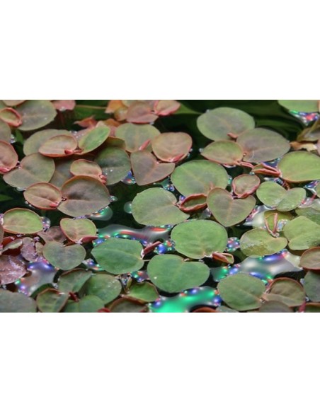 Phyllanthus fluitans