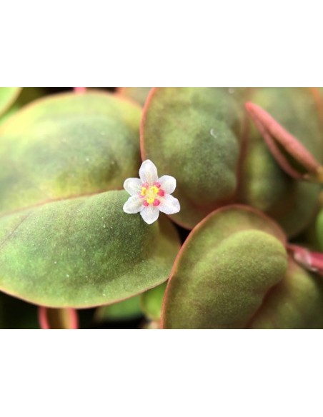 Phyllanthus fluitans