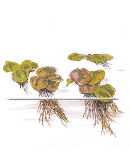 Phyllanthus fluitans