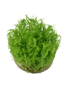 Pogostemon erectus 2