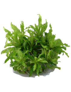 Pogostemon helferi 2