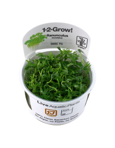 Ranunculus inundatus