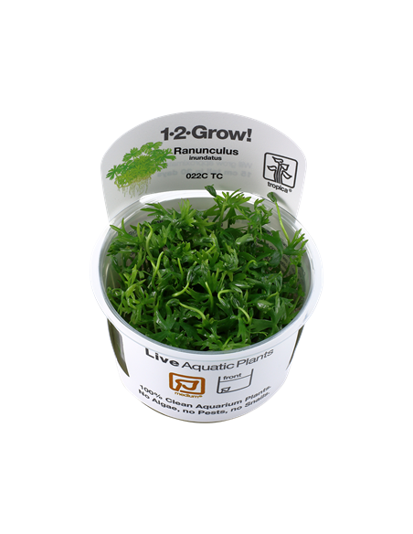 Ranunculus inundatus