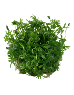 Ranunculus inundatus 2