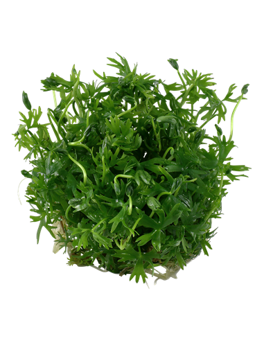 Ranunculus inundatus