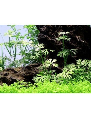 Ranunculus inundatus