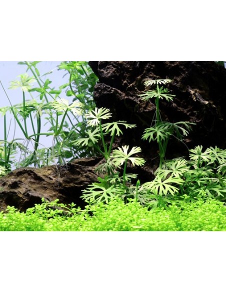 Ranunculus inundatus