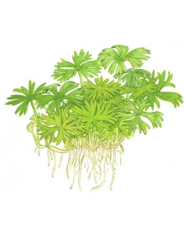 Ranunculus inundatus