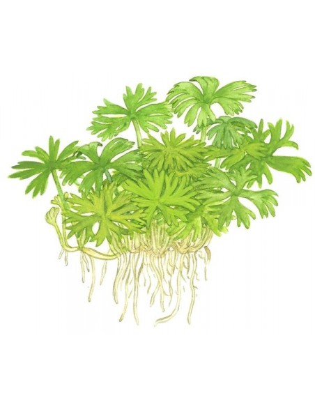 Ranunculus inundatus