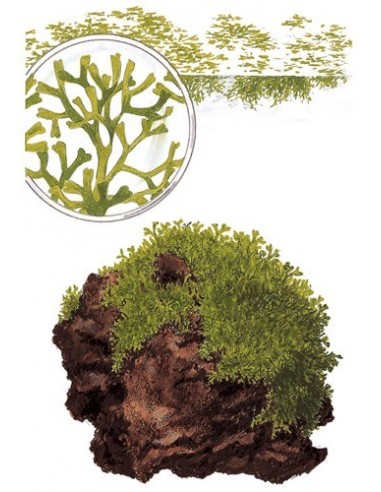 Riccia fluitans