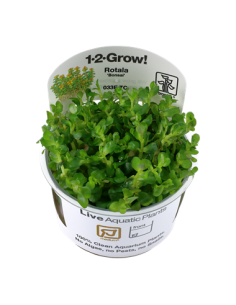 Rotala indica 'Bonsai'