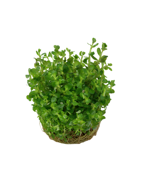 Rotala indica 'Bonsai'