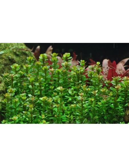 Rotala indica 'Bonsai'
