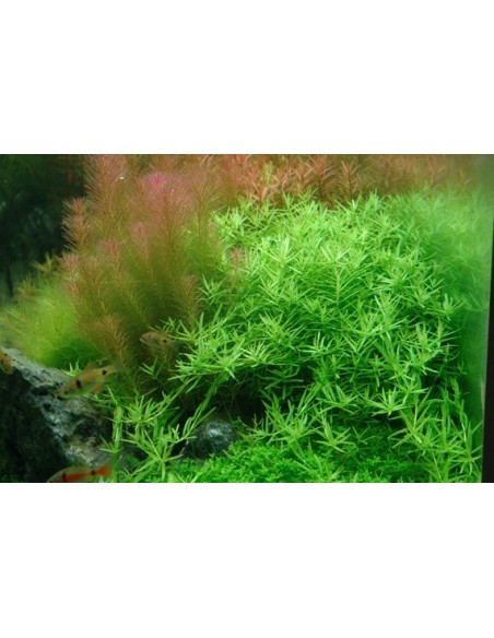 Rotala rotundifolia 'Green'