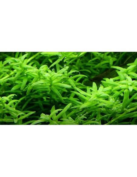 Rotala rotundifolia 'Green'