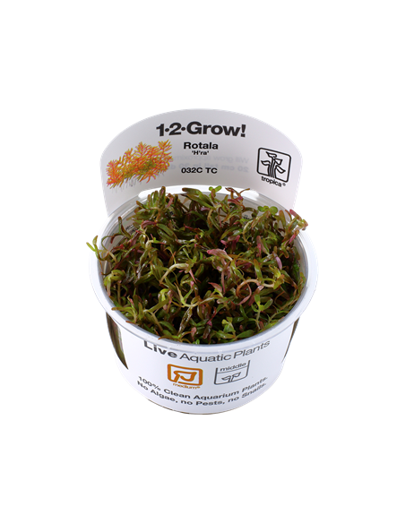 Rotala rotundifolia 'H'ra'