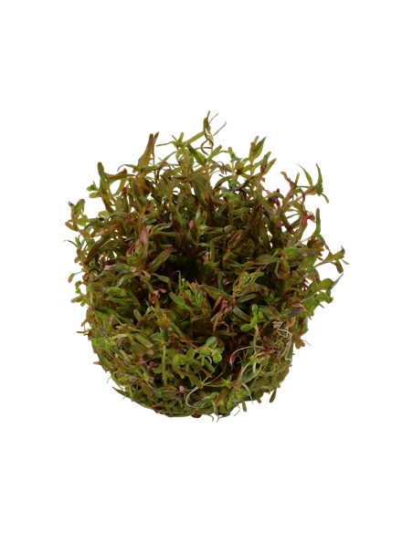 Rotala rotundifolia 'H'ra'