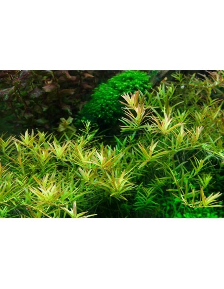 Rotala rotundifolia 'H'ra'