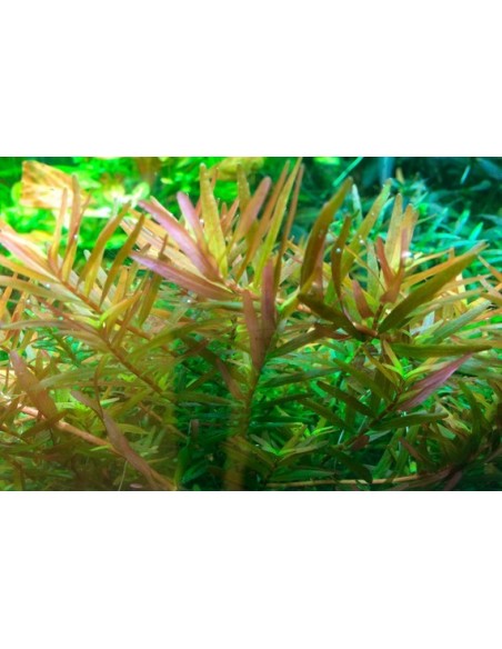 Rotala rotundifolia 'H'ra'