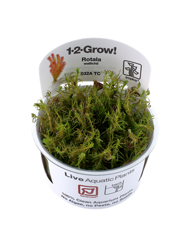Rotala wallichii