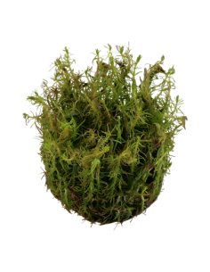 Rotala wallichii 2