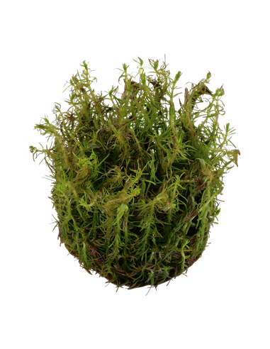 Rotala wallichii