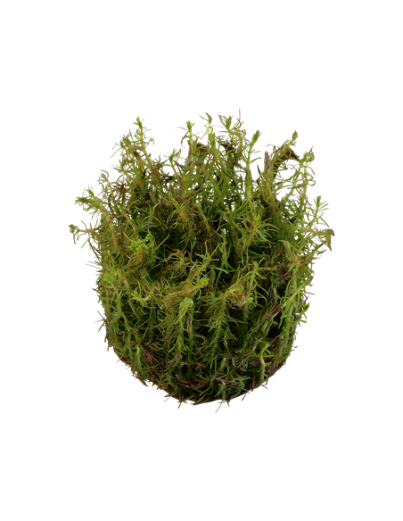 Rotala wallichii