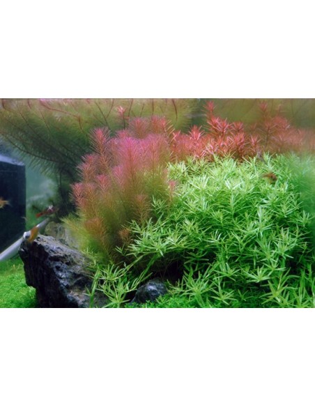 Rotala wallichii