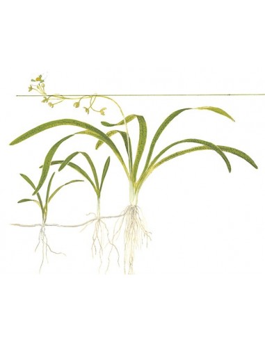Sagittaria subulata