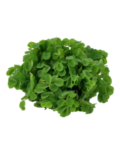 Salvinia auriculata 2