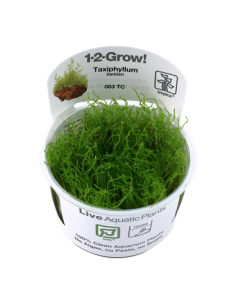 Taxiphyllum barbieri