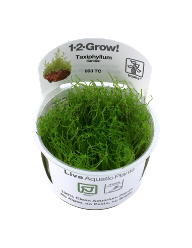 Taxiphyllum barbieri