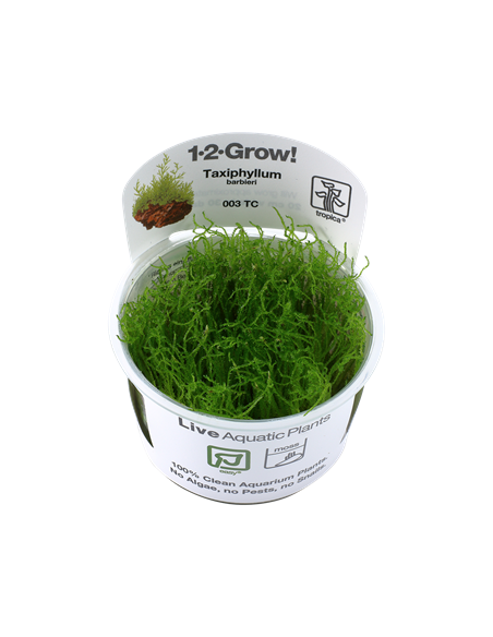 Taxiphyllum barbieri