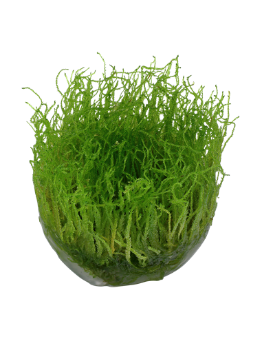 Taxiphyllum barbieri