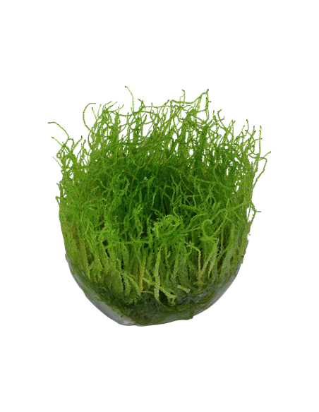 Taxiphyllum barbieri