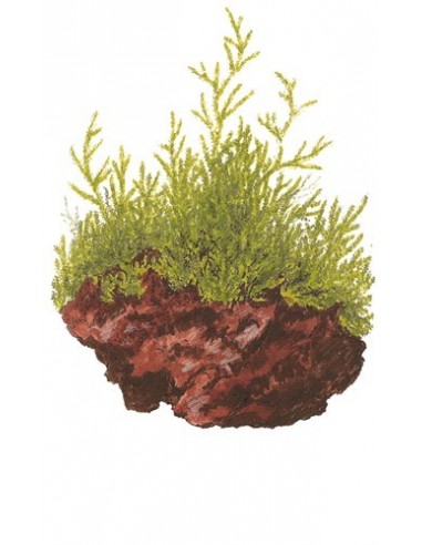 Taxiphyllum barbieri