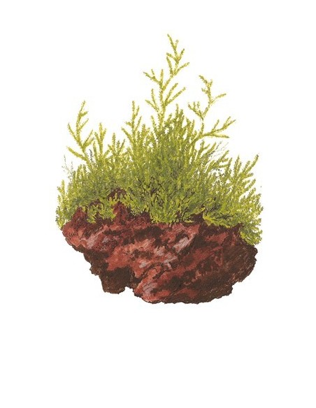 Taxiphyllum barbieri