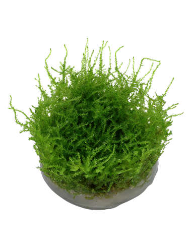 Vesicularia dubyana 'Christmas'