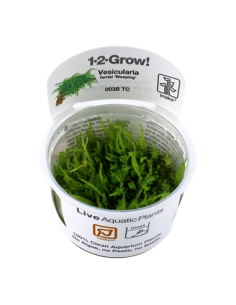 Vesicularia ferriei 'Weeping'