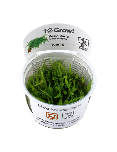 Vesicularia ferriei 'Weeping'